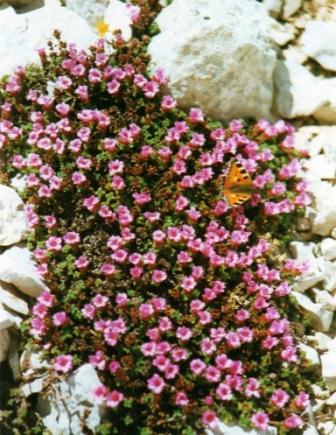 Saxifraga latina